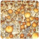 Псилоцибиновые (галлюциногенные)  грибы Psilocybin "Golden Teacher" в Щучье