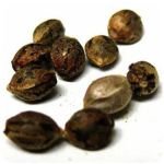 Семена марихуаны АК-47  (Seeds AK-47) в Щучье